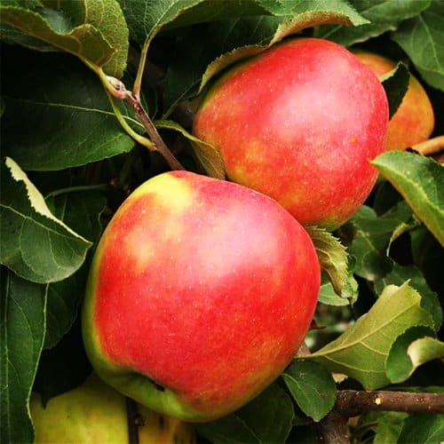 Apfelbaumligol