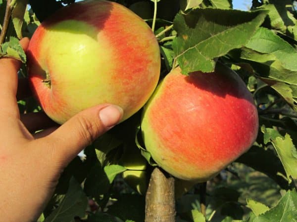 cây táo ligol