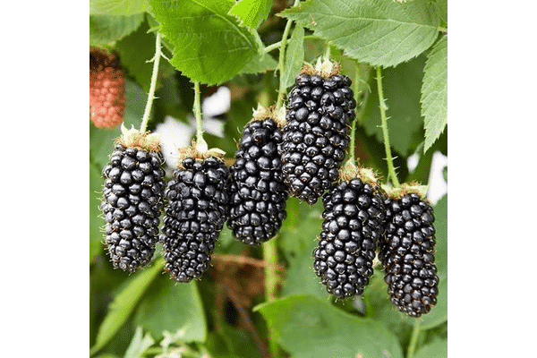 blackberry karaka đen