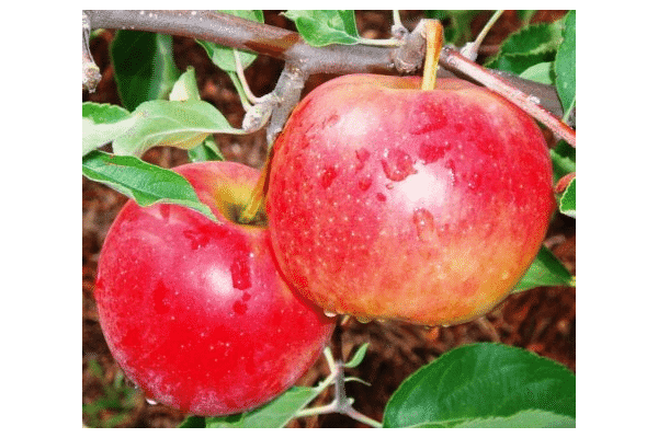 ديكوستا شجرة التفاح