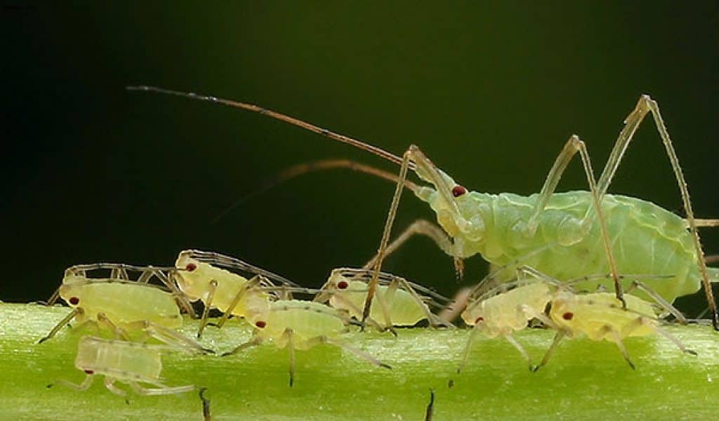 Aphid gray