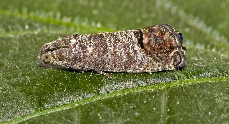 Pear moth