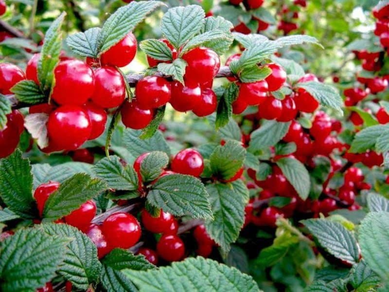 ashinskaya kirsebær