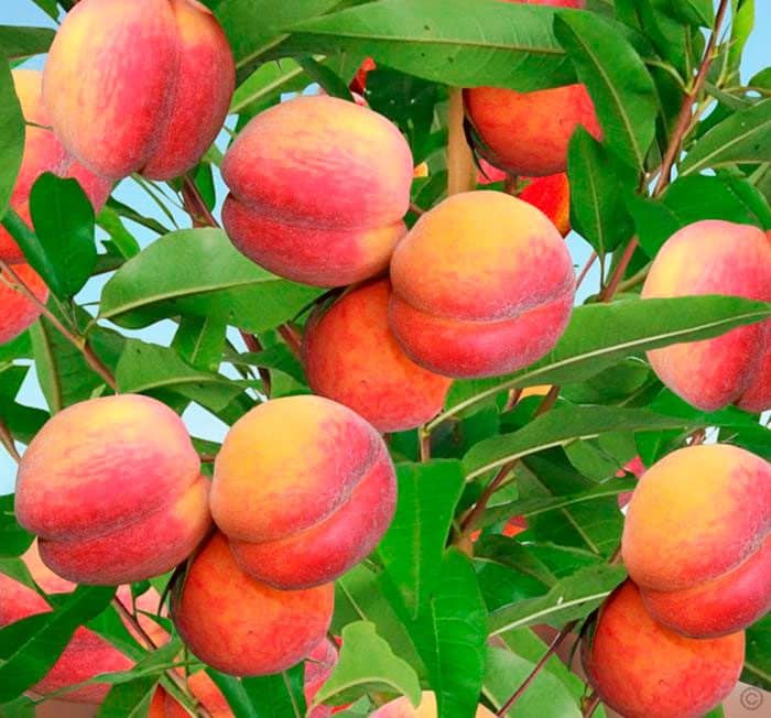 pruning ng peach