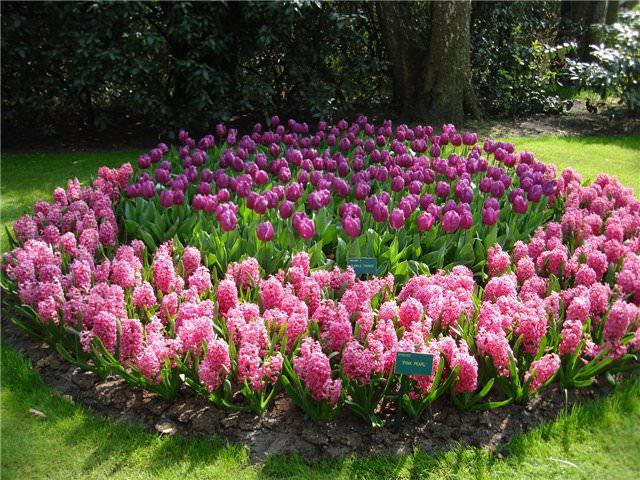 quanto è bello piantare tulipani Design
