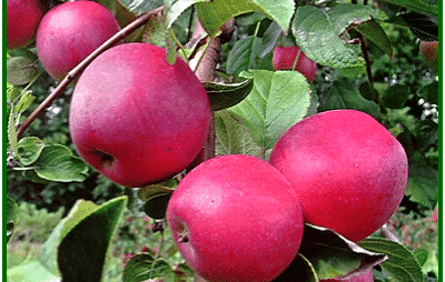 ต้นแอปเปิ้ล venyaminovskoe