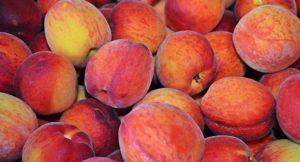 Description and characteristics of varieties and types of peaches, selection rules for regions