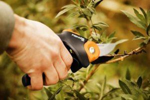 How to properly prune sea buckthorn and a crown formation scheme for beginners