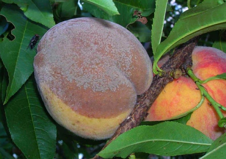 Peach Moniliosis