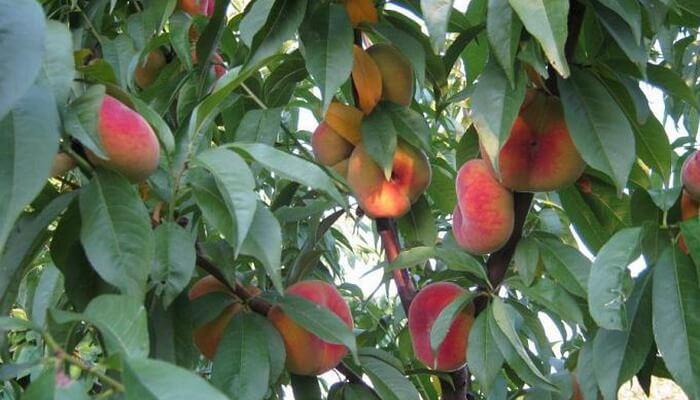 tyyppisiä persikoita