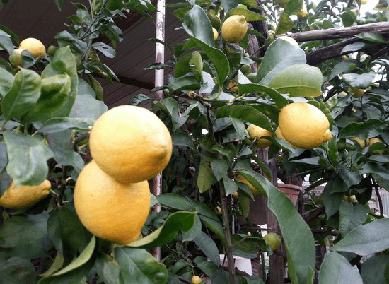 meyer's lemon