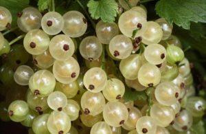 Useful properties and contraindications of white currant for human health