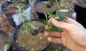 Ways and methods of breeding sea buckthorn at home