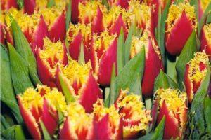 Description of early and late double tulips varieties, planting and care features