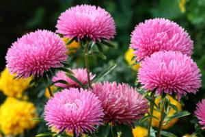 Growing, planting and caring for asters in the open field