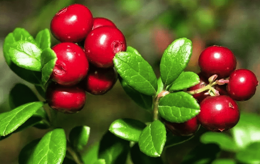 cules lingonberry