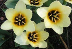Descripción de variedades de tulipanes botánicos, características de plantación y cuidado.