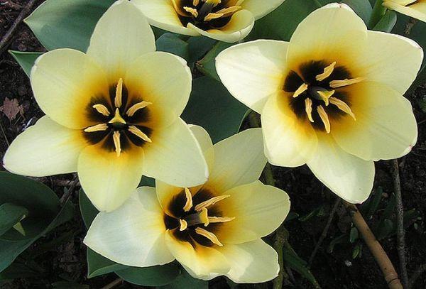 botanikai tulipánok hegyes
