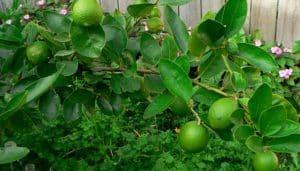 How to grow lime from stone at home, description of varieties