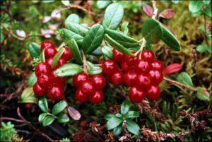 Useful and medicinal properties of lingonberry berries and possible contraindications