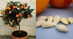 Planting, growing and caring for an orange at home