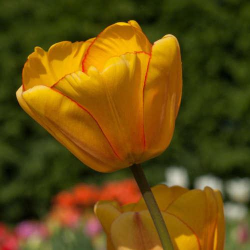 Apeldoorn Tulpe