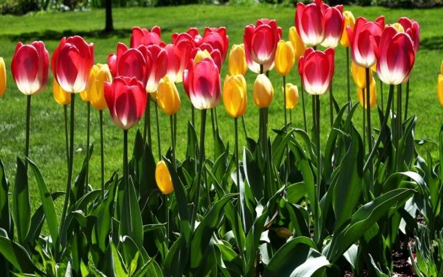 plantar tulipes