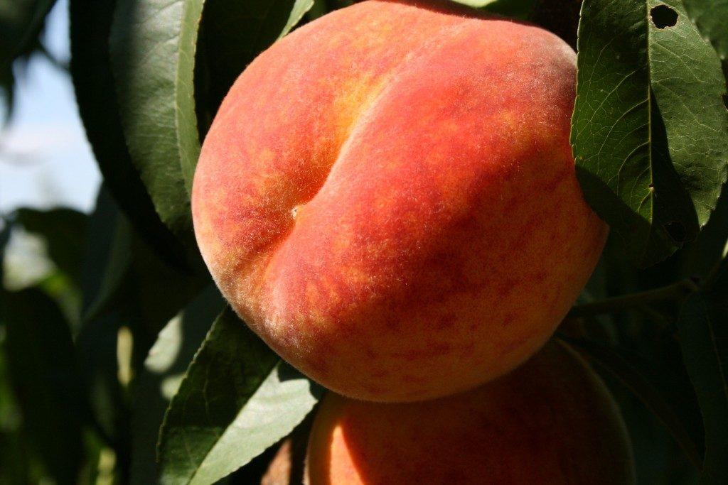 peach inca