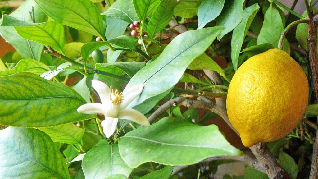 citron nekvete