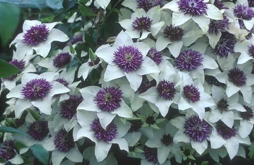 how to propagate clematis