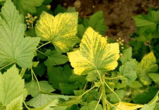 currant leaves turn yellow
