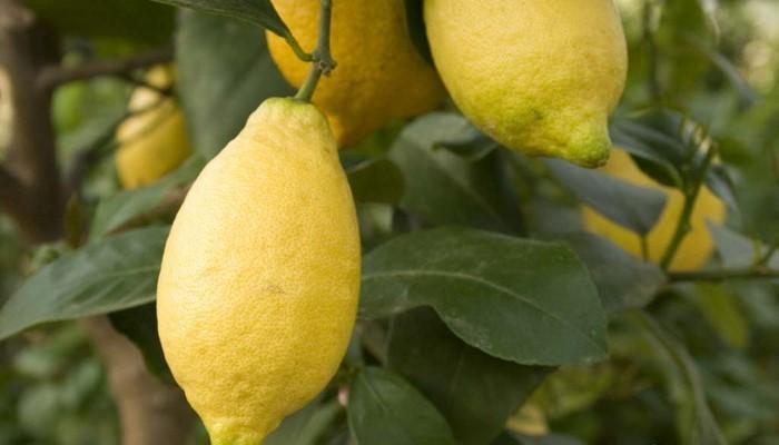 citron lunario