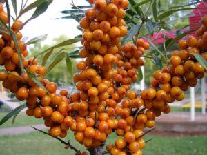 Planting, growing and caring for sea buckthorn in the open field