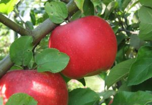 Beskrivelse og egenskaber ved Auxis-æbletræet, plantning, vækst og pleje