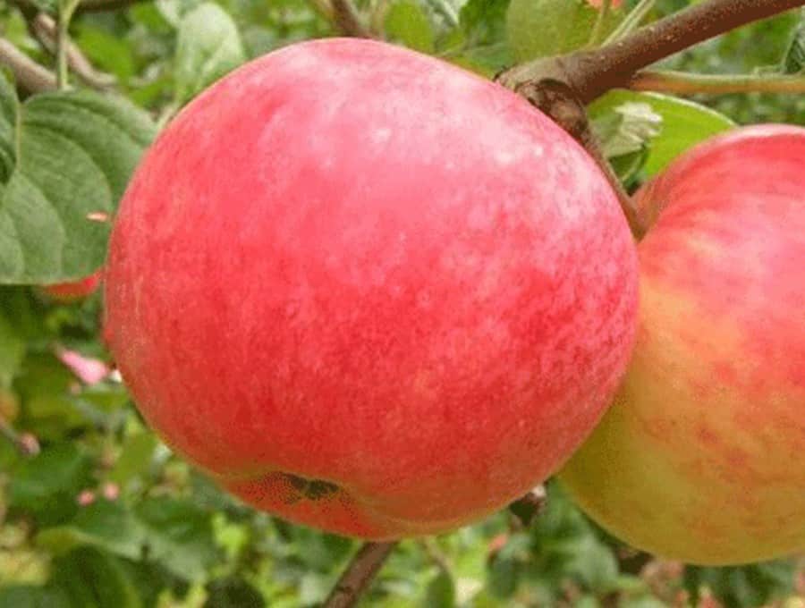 cây táo auxis