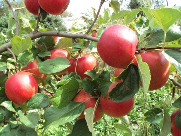 ต้นแอปเปิ้ล venyaminovskoe