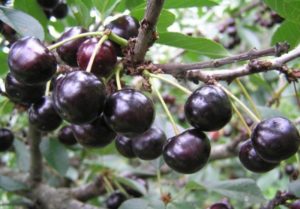 Antracito vyšnių veislės ir derlingumo savybių aprašymas, auginimas ir priežiūra