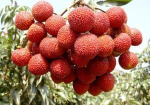 Descrierea și caracteristicile soiurilor de prune chinezesc și caracteristicile de alegere pentru regiuni