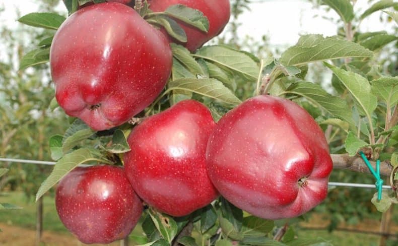 capo rosso delle mele