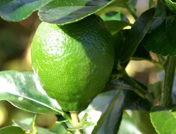 Lime variegata