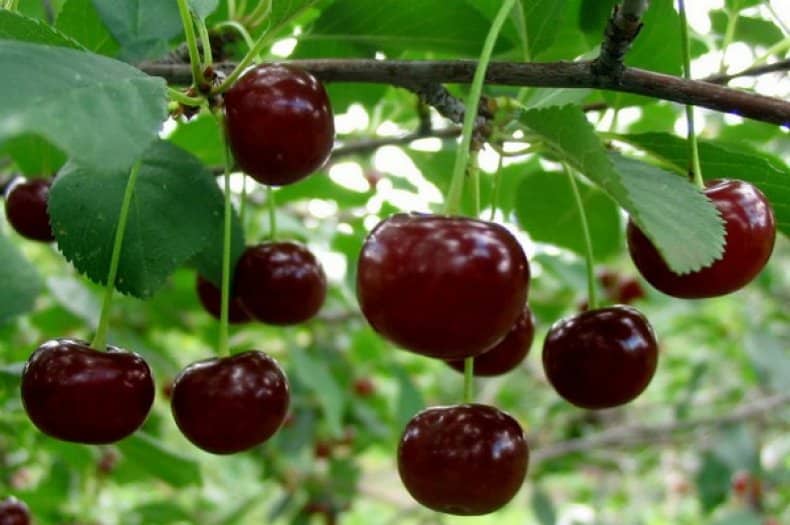 ashinskaya cherry
