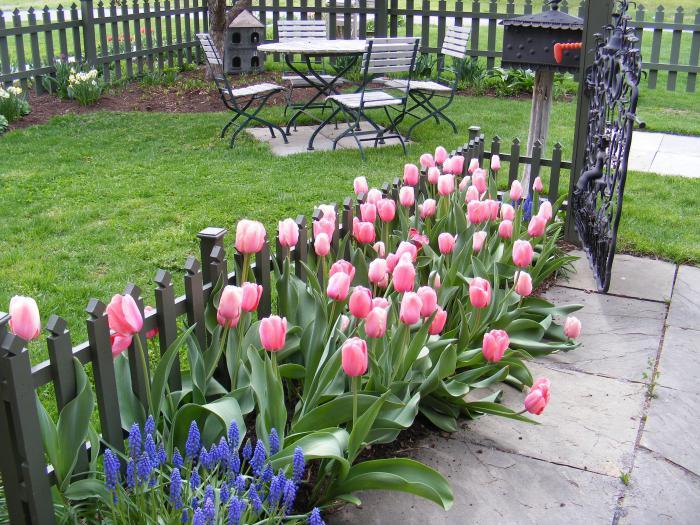 tulipán ültetés
