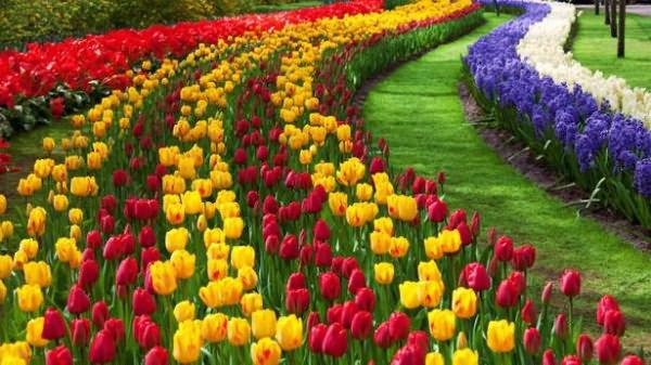 trồng hoa tulip