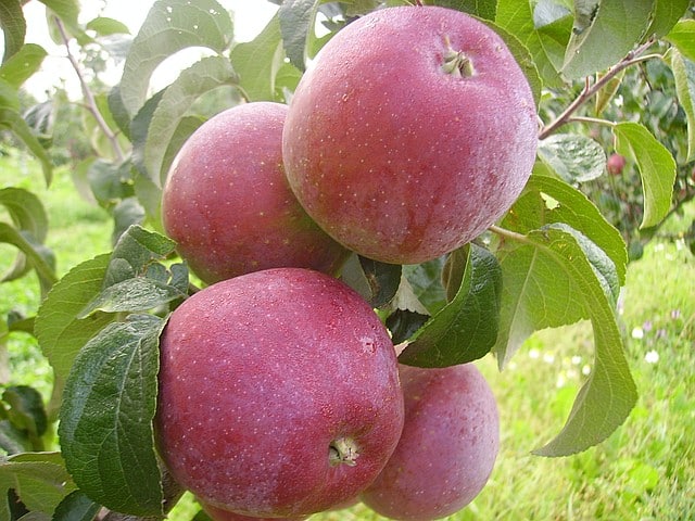 jabłoń alesya