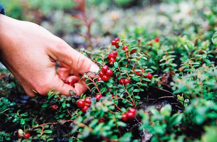 picking lingonberry