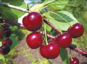 Description and characteristics of cherries Zvezdochka, difference from the Nord Star variety