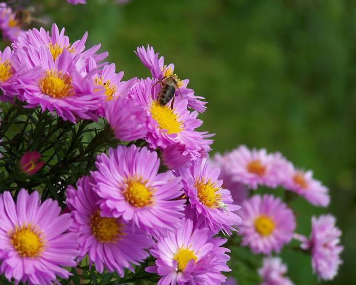 asters before winter