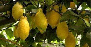 Description of Lunario lemon and features of home care