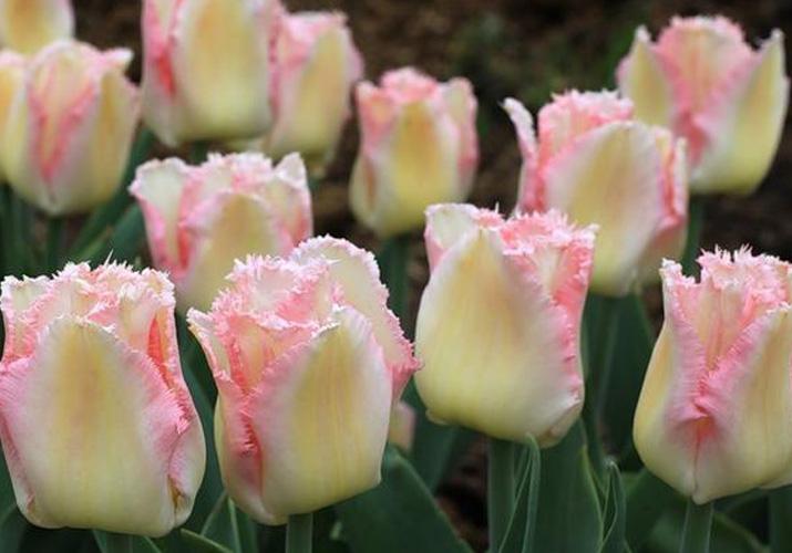 traitement des tulipes