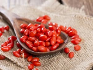 Nyttige egenskaber og kontraindikationer for barberry, medicinsk brug i traditionel medicin